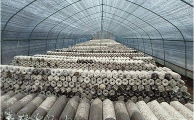兴产业 “菌”生好“钱景” 马峡镇食用菌种植促振兴