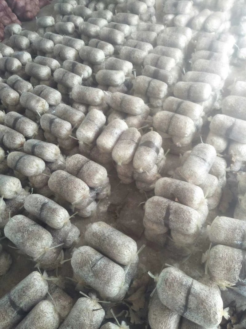 山东临沂郯城县平菇菌棒批发 2.30元/袋的金鑫食用菌，助力高效种植