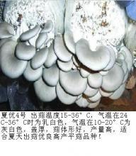 泰安食用菌菌种食用菌_泰安食用菌菌种食用菌批发_泰安食用菌菌种食用菌价格_一呼百应原材料采购商城