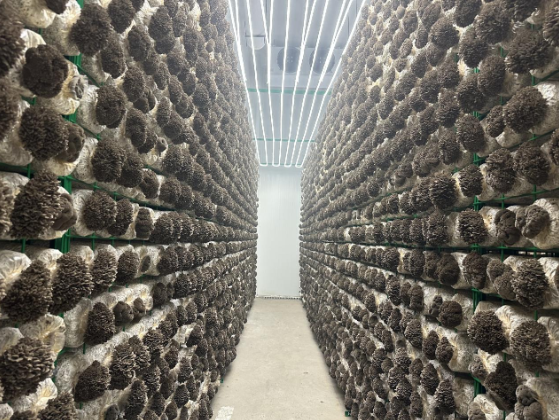 兴义市食用菌产业园 智慧种植驱动菌菇产业产值破千万元