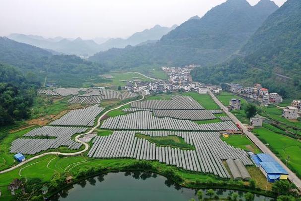 广西东兰 因地制宜兴产业，葡萄菌菇澳寒羊共绘致富图