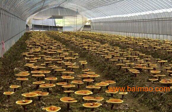 安阳食用菌大棚种植厂家推荐 华夏农业助力高效食用菌种植