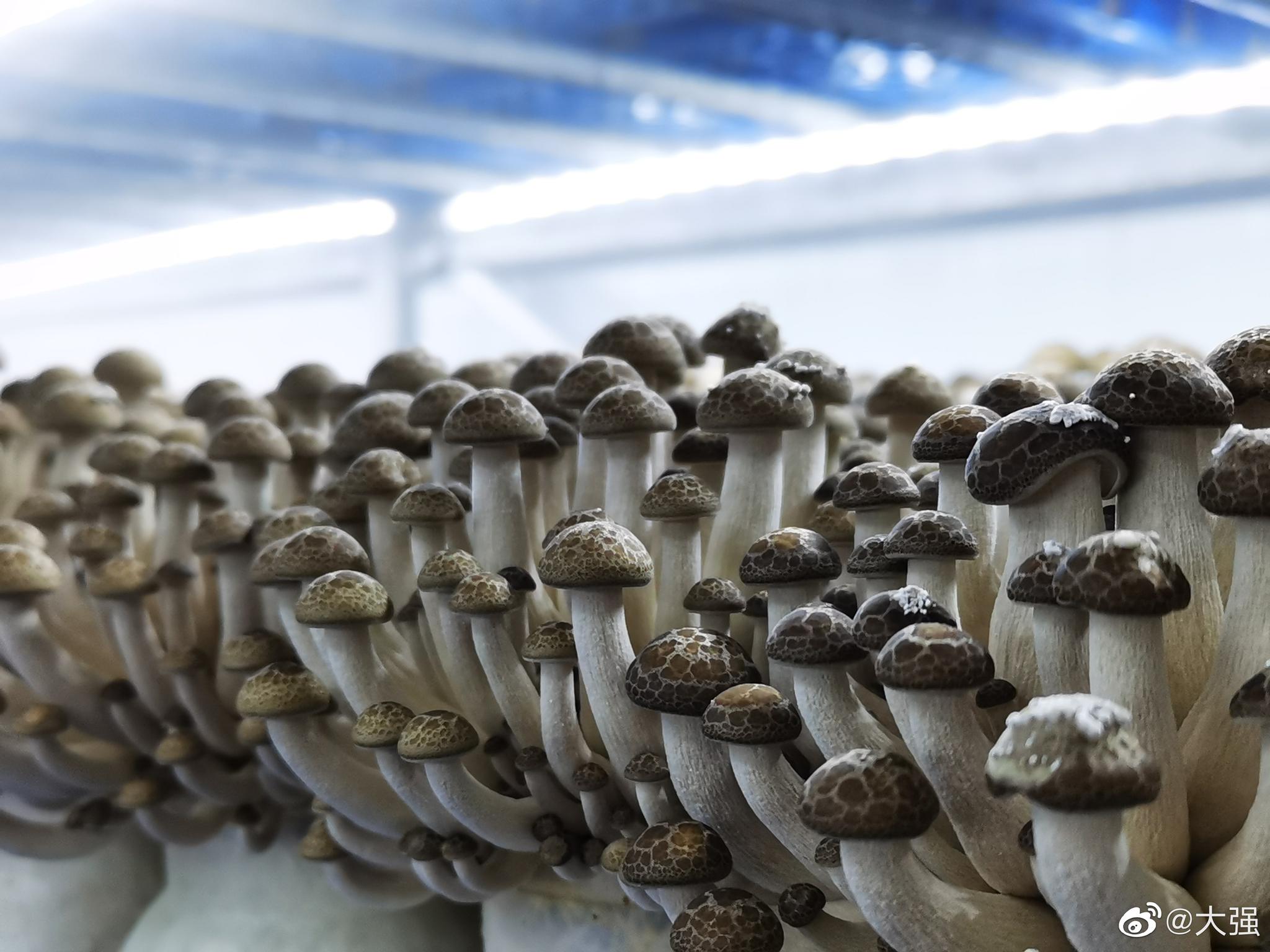 秦岭深处菌香浓——陕西商洛食用菌产业转型发展观察