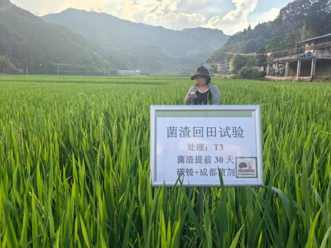 食用菌研究所开展田间试验监测 探索稻菌循环绿色种植新模式